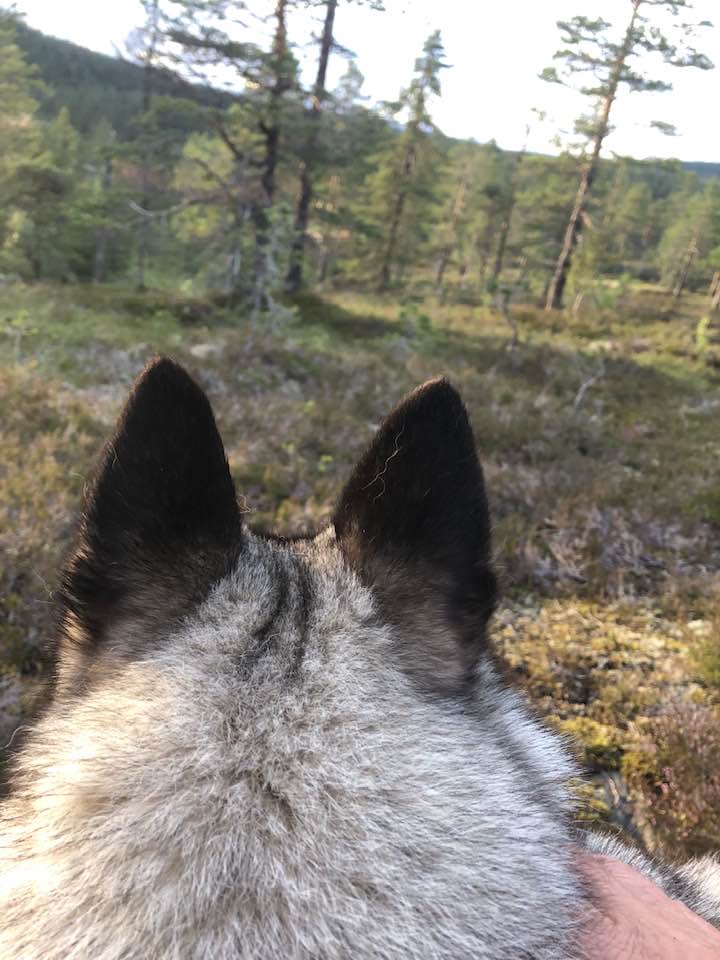 Looking between the ears of an elkhound