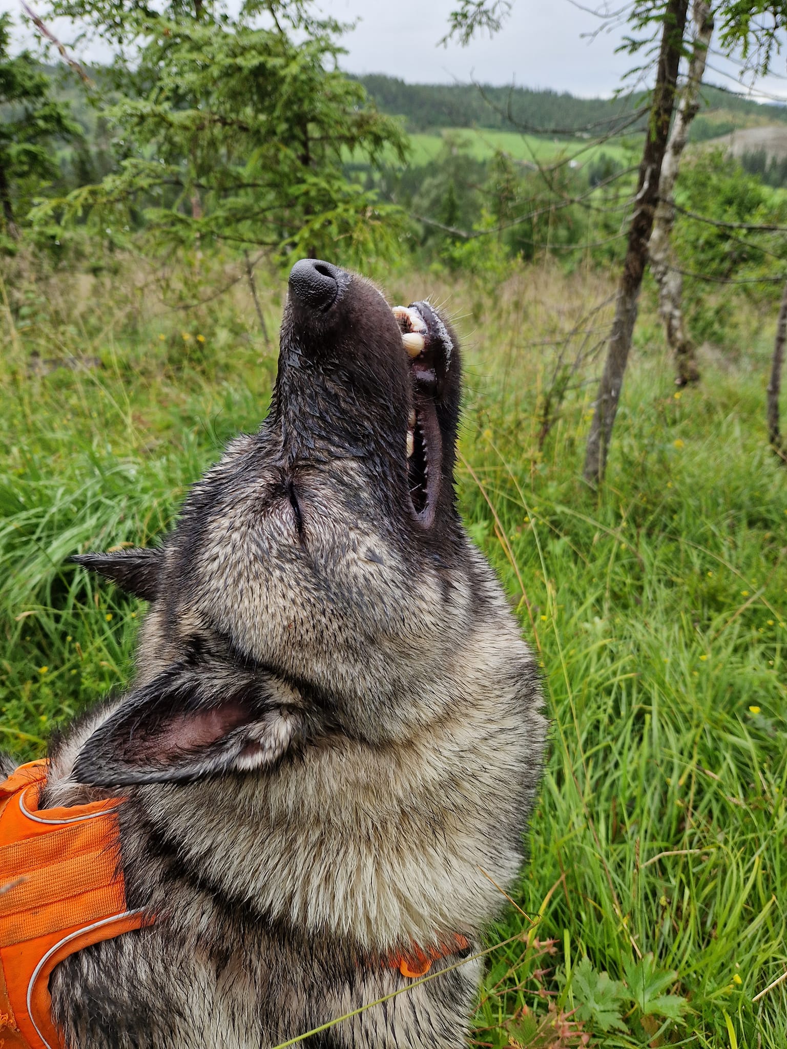 Elkhound sniffing the air on a hunt.