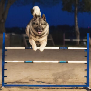 Elkhound jumping agility bar