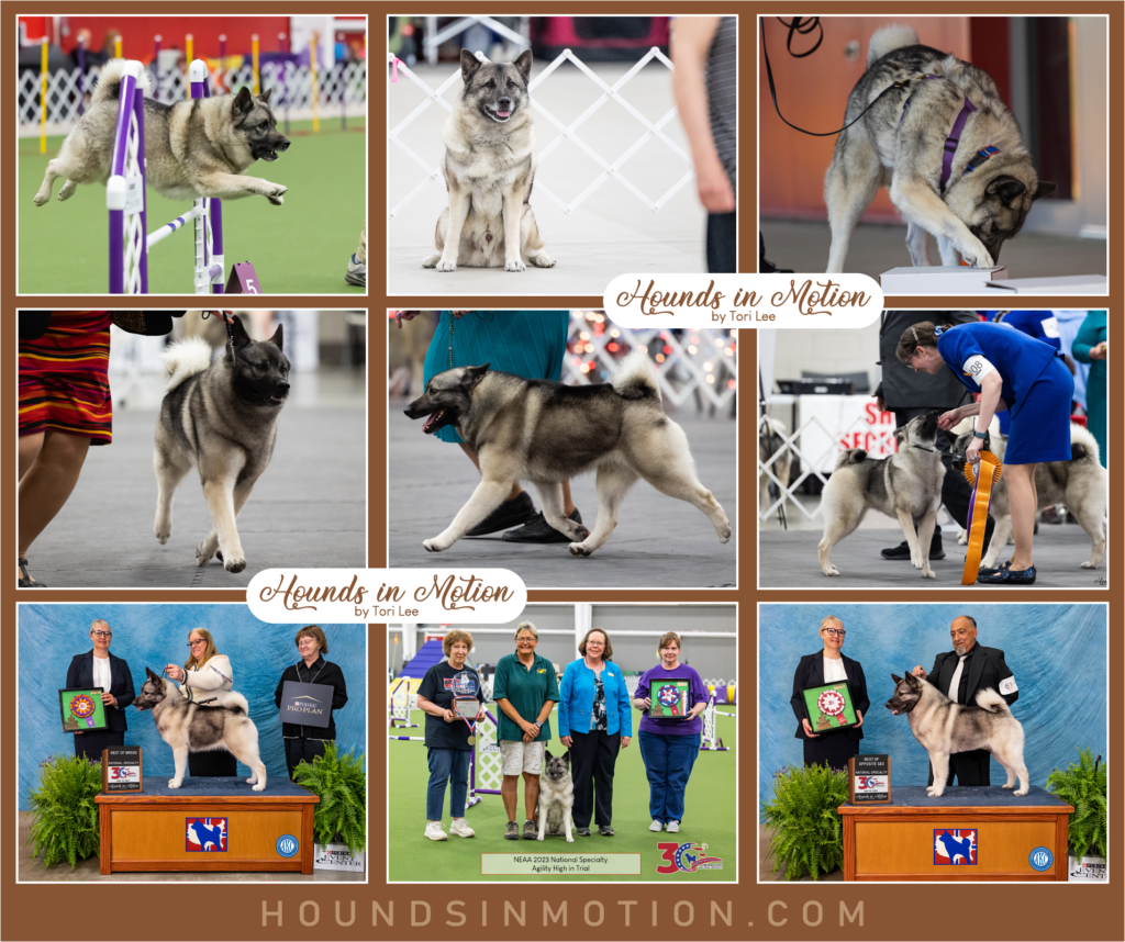 Hounds in Motion photography ad